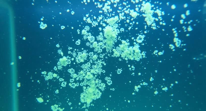 Algae growth visible on aquarium glass