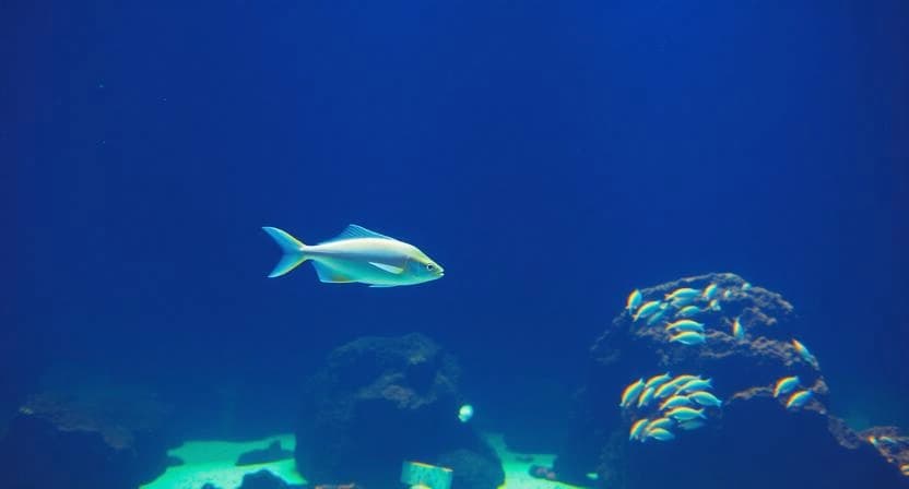 Aquarium filter components and media used for basic maintenance checks