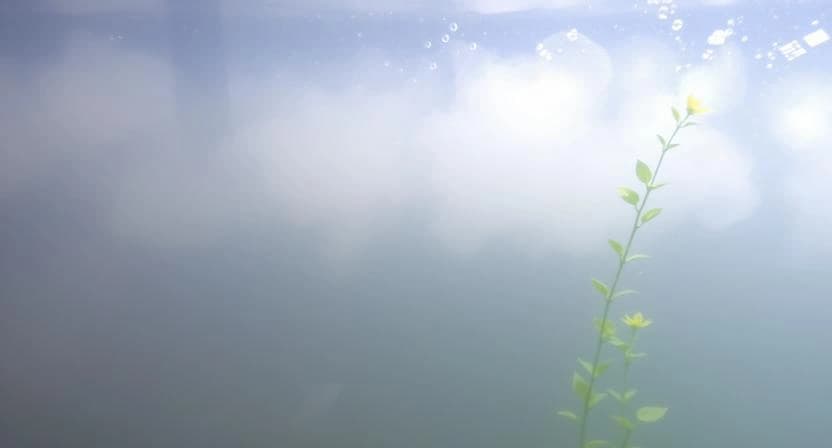 Fish tank with low surface movement and still water, showing environmental signs of low dissolved oxygen