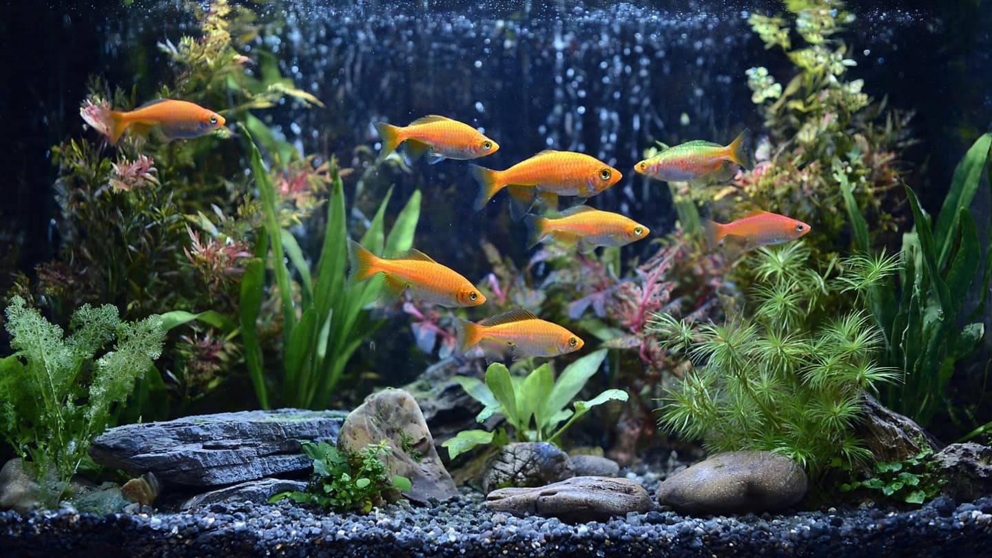 How Many Fish Is Too Many in a Low Maintenance Aquarium?