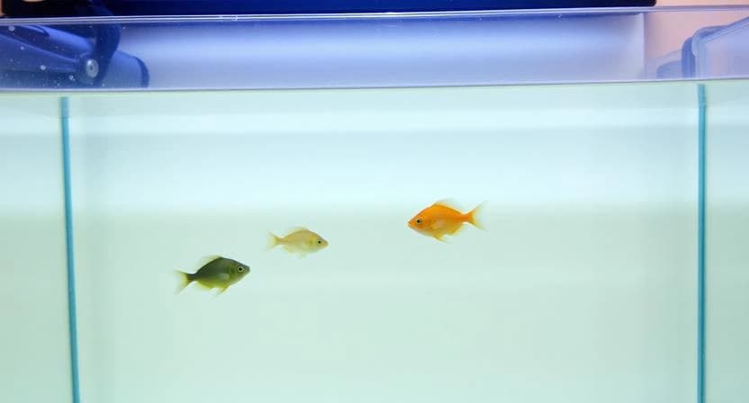 How to Acclimate New Fish to Your Budget Aquarium Safely