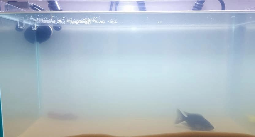 What Causes Cloudy Water in New Aquariums and How to Fix It